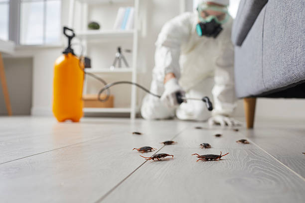 Post-Treatment Bed Bug Interceptor Monitoring in North Patchogue